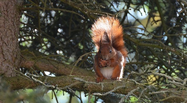 Bild: H&auml;lt Winterruhe und nimmt in dieser Zeit alle zwei bis drei Tage seine versteckte Nahrung auf: Das Eichh&ouml;rnchen, ein typischen Waldtier  