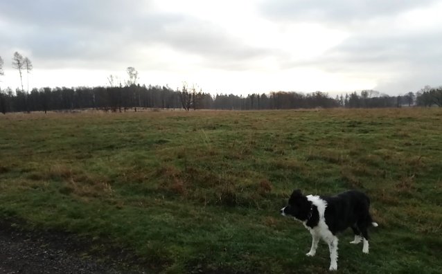 Bild: Zwei Grad, leichten Wind und nur begrenzt Sonnenschein meldete Sophienhof im Harz heute Morgen
