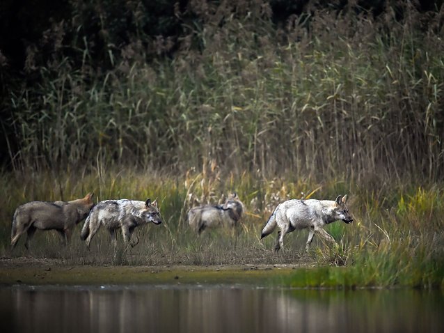 Bild: Wolfsrudel