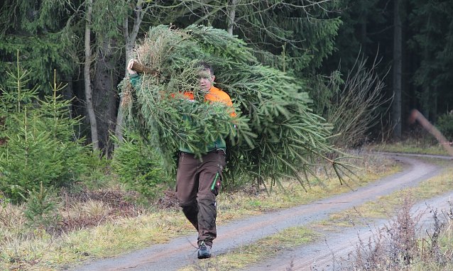 Bild: Mit Blick nach vorne: Wer an den Klimaschutz denkt, kauft einen Weihnachtsbaum regionaler Herkunft