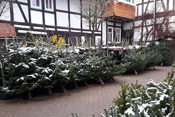 Bild: Wieder Weihnachtsbaum-Aktionstag am Samstag