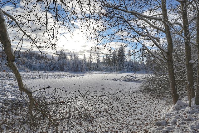Bild: Winterspaziergang im Harz
