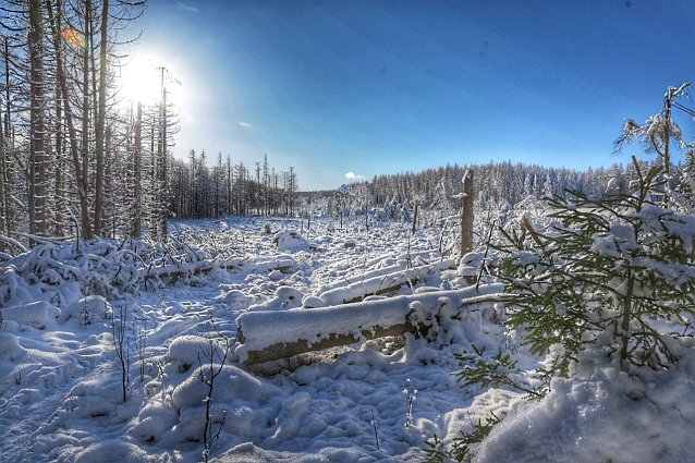 Bild: Winterspaziergang im Harz