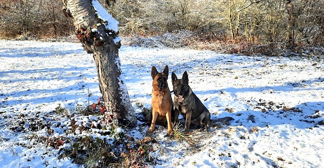 Bild: Spaziergang mit Hund