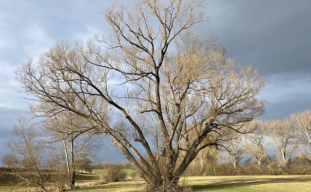 Bild: Ab heute Nacht sollen st&uuml;rmische Winde &uuml;ber Th&uuml;ringen fegen