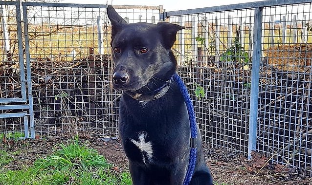 Bild: Hat auf einer Weide &uuml;bernachtet: herrenloser Hund bei Gro&szlig;enehrich