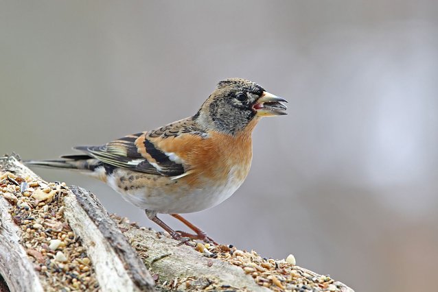 Bild: Die Stunde der Winterv&ouml;gel schl&auml;gt wieder ab kommenden Freitag