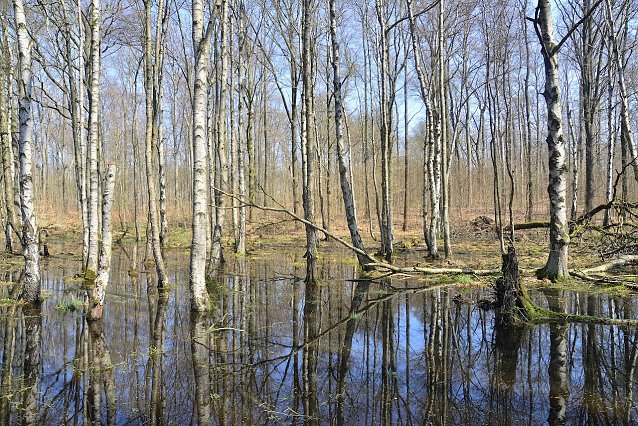Bild: Moor-Birken auf der Hainleite: Der Baum des Jahres 2023 mag es nass und n&auml;hrstoffarm  
