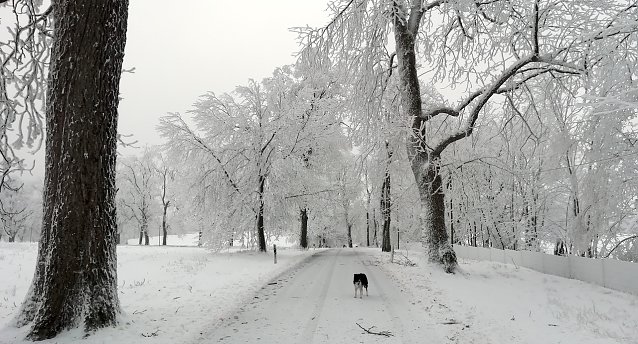 Bild: Im Harz liegt Schnee, in Sophienhof herrschen Temperaturen um den Gefrierpunkt bei leichtem Wind