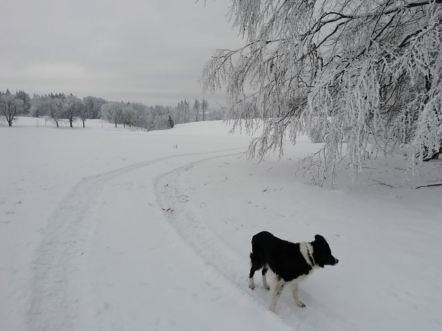 Bild: W&auml;hrend der Schnee im Tal verschwunden ist, h&auml;lt sich die wei&szlig;e Pracht im Harz noch