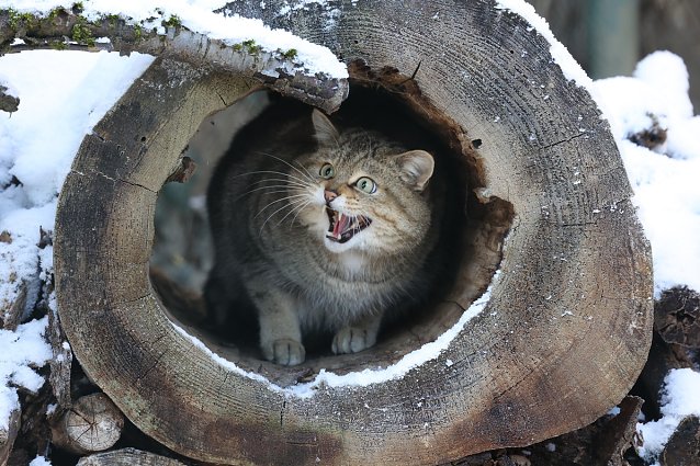 Bild: Wildkatze im Winter