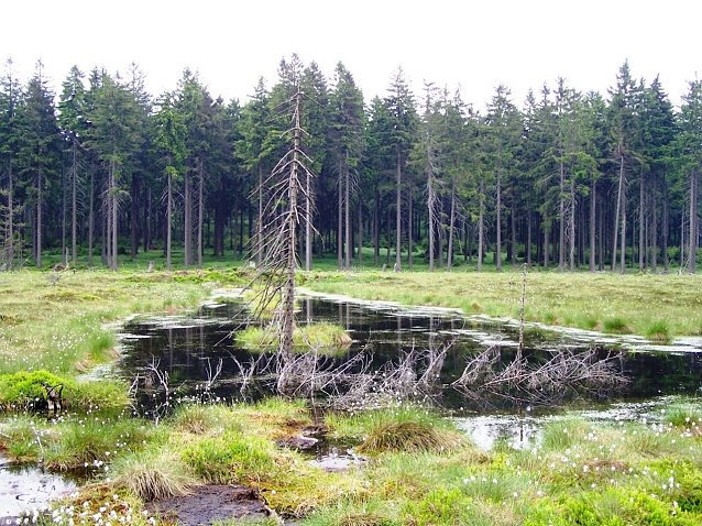 Bild: &Ouml;kologisch intakte Moore sind -gerade im Fr&uuml;hjahr- nat&uuml;rliche (Hoch)Wasserspeicher, wie hier das Saukopfmoor im Forstamt Finsterbergen