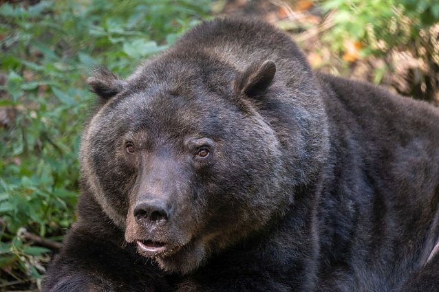 Bild: Braunb&auml;r Max ist nach 23 Jahren im B&auml;renpark friedlich eingeschlafen