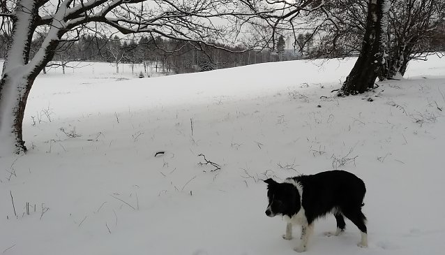 Bild: Minus 3 Grad, schwacher Wind und 5 Zentimeter Neuschnee erwarteten unseren Harzer Wetterhund heute Morgen in Sophienhof  