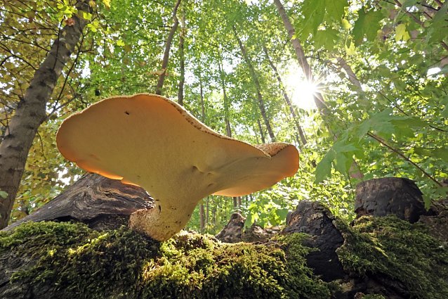 Bild: Im Wald