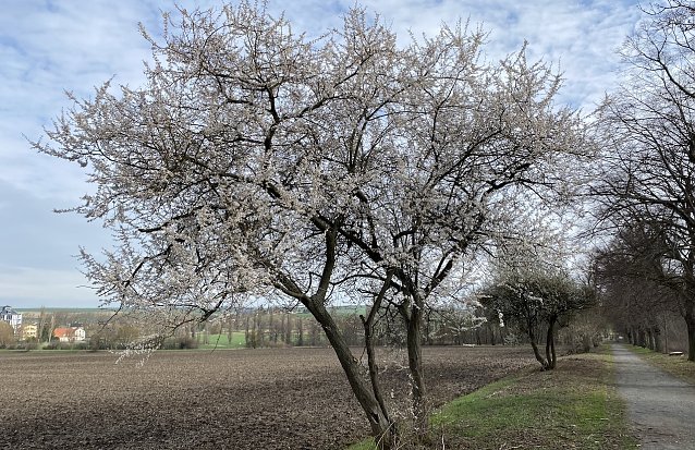Bild: Das milde Wetter treibt sie Bl&uuml;ten aus den B&auml;umen