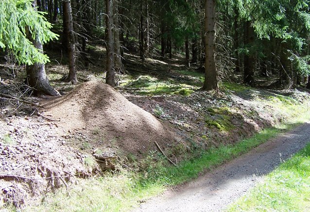 Bild: M&ouml;gen untersonnte Waldr&auml;nder f&uuml;r ihre imposanten Bauwerke: Waldameisen. Th&uuml;ringens Forstleute sch&uuml;tzen und f&ouml;rdern die Sechsbeiner
