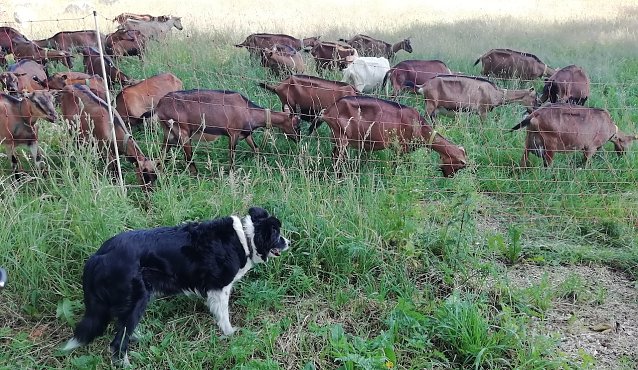 Bild: Auch im n&ouml;rdlichsten Punkt Th&uuml;ringens waren heute Morgen schon 20 Grad bei leichtem Wind. Da reicht es beim Spaziergang, ein wenig die anderen Tiere zum h&uuml;ten