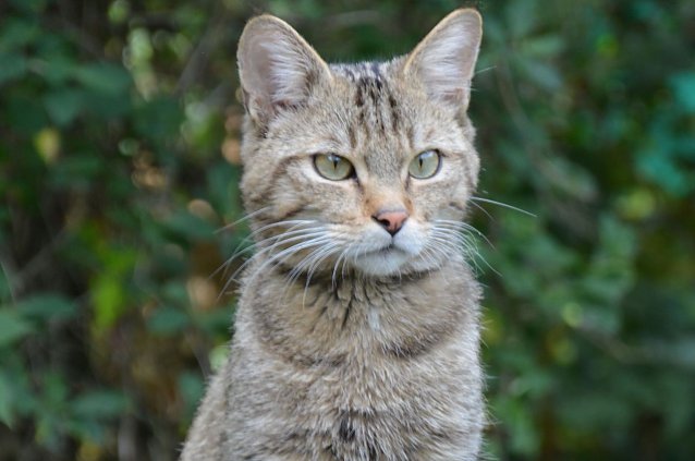 Bild: Wildkater Waro wartet