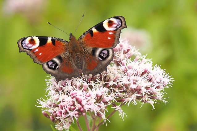 Bild: Das Tagpfauenauge und andere Schmetterlinge haben sich rar gemacht im Sommer