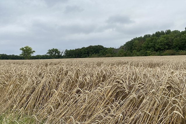 Bild: Zu nass und sonnenarm pr&auml;sentierte sich der August 2023
