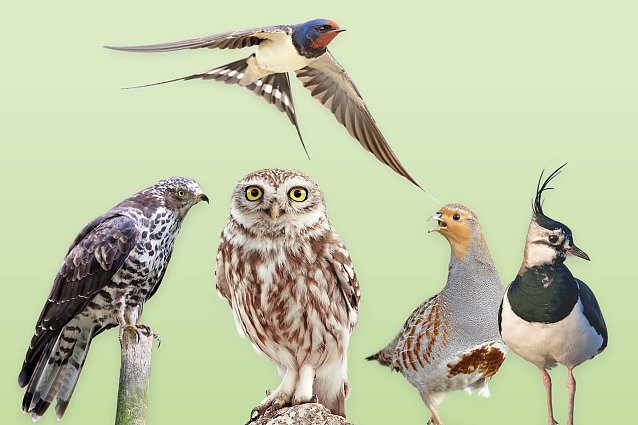 Bild: W&auml;hlen Sie den Vogel des Jahres 2024