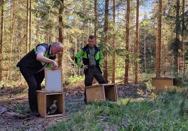 Bild: Th&uuml;ringenForst-Vorstand Volker Gebhardt (l.) und Mario Amme zeigen bei Gehren einer Auerhenne den Weg in die Freiheit