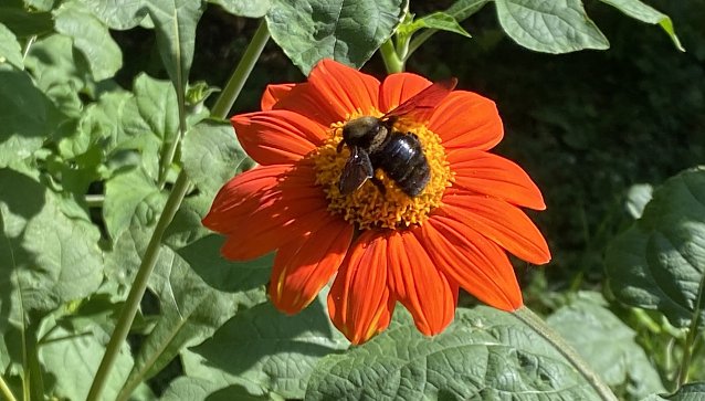 Bild: Der Sp&auml;tsommer verlockt zum naschen an den Bl&uuml;ten