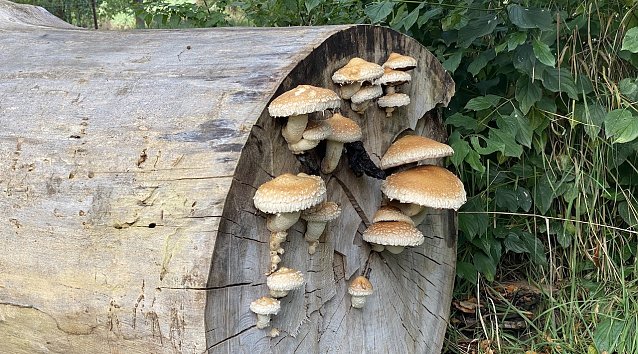 Bild: Feenwohnungen mit eingebauten Sonnenschirmen