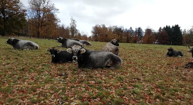 Bild: Herbstlaub in Sophienhof bei 4 Grad und Wind heute Morgen 