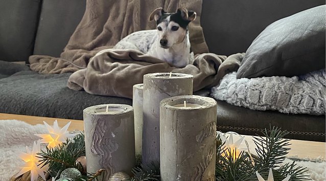 Bild: Gem&uuml;tliche Vorweihnachtszeit f&uuml;r Jacky