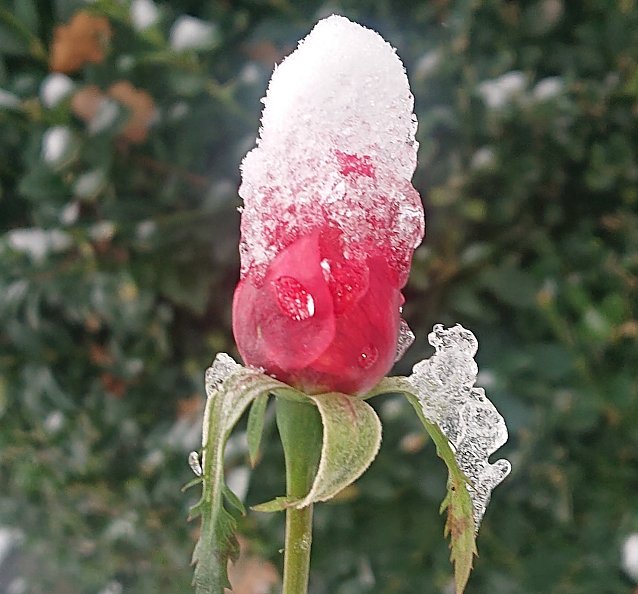 Bild: Schneek&ouml;nigin im Wintergarten
