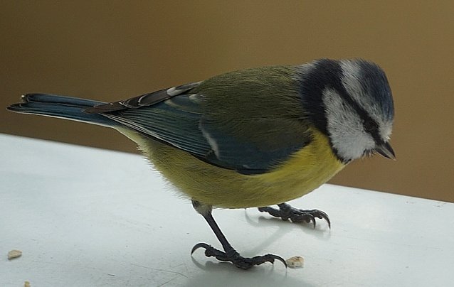 Bild: Kleine Blaumeise bei der Winterf&uuml;tterung