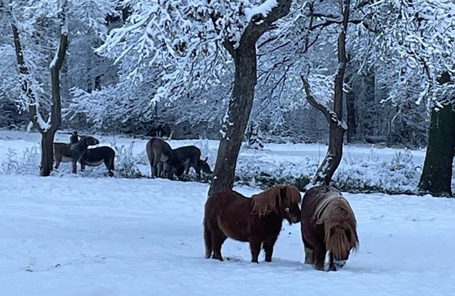 Bild: Ein verschneiter Wintermorgen bei den Tieren
