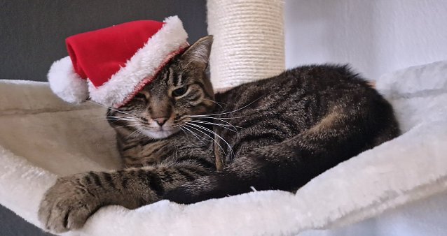 Bild: Katze Lou freut sich auf Weihnachten und hat schon die gro&szlig;e M&uuml;tze auf