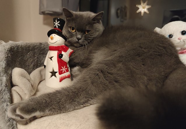 Bild: Momentaufnahme: "Weihnachtsmuffel" ( British-Kurzhaar Kater Moritz) 