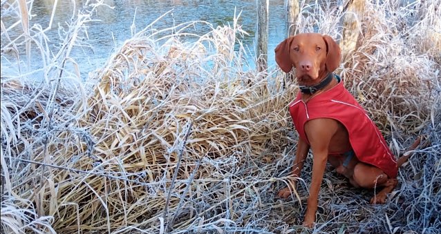 Bild: Hund an der frostigen Iberg Talsperre