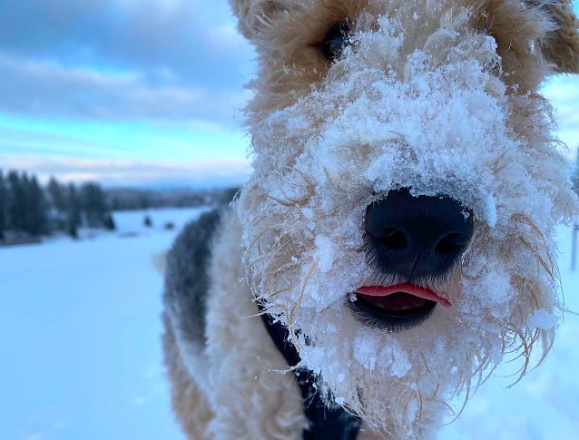 Bild: Prince spielt ung tobt im Schnee
