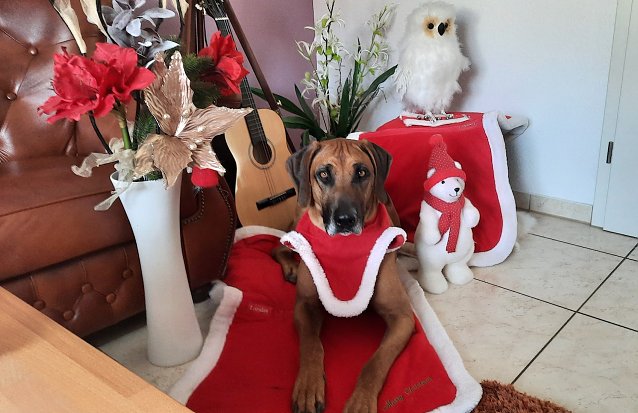 Bild: Asani in Weihnachtsrobe