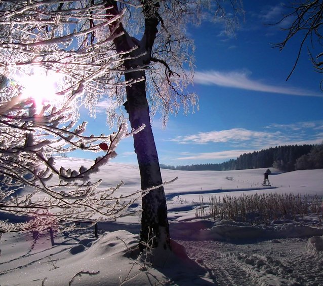 Bild: Auch der aktuell starke Frost mit zweistelligen Minustemperaturen schadet den Waldb&auml;umen nicht