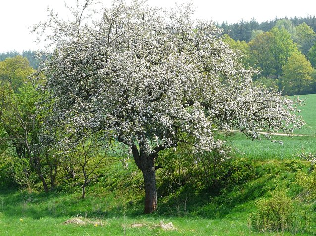 Bild: Bl&uuml;hender Obstbaum