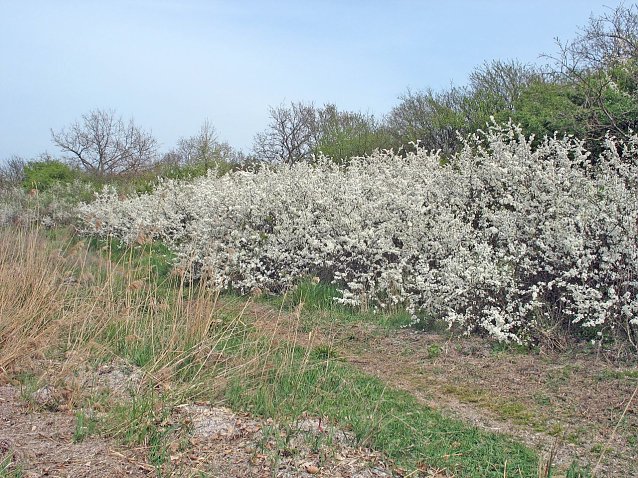 Bild: Der Lebensraum Hecke ist vielf&auml;ltig