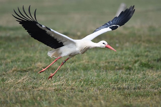 Bild: Wenn im Fr&uuml;hjahr die St&ouml;rche zur&uuml;ckkehren, versuchen die Ornithologen von den beringten V&ouml;geln die Ringaufschriften &uuml;ber Spektive oder Teleaufnahmen abzulesen und so wichtige Lebensdaten der gesch&uuml;tzten Stelzv&ouml;gel zu erfassen.