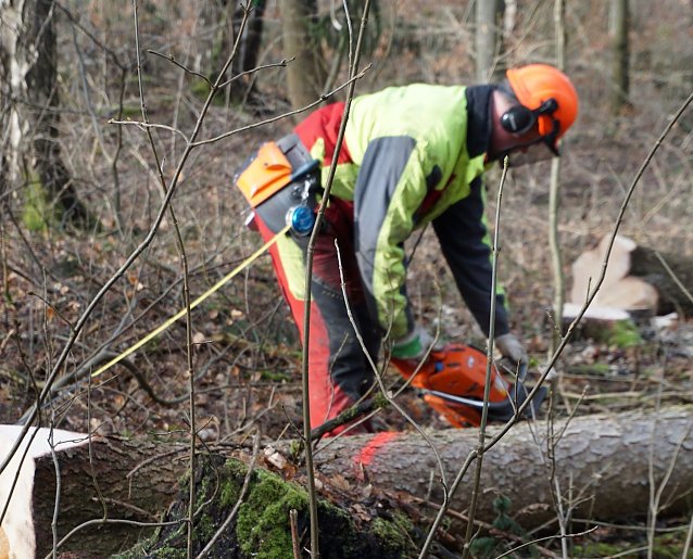 Bild: Kein Widerspruch: W&auml;hrend Geh&ouml;lzschnitt im eigenen Garten ab 1. M&auml;rz untersagt ist, laufen im Wald Holzerntema&szlig;nahmen auf Hochtouren