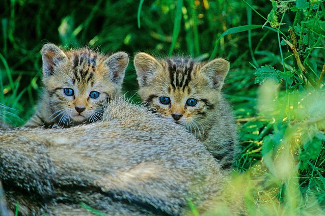 Bild: Junge Wildkatzen im Wald