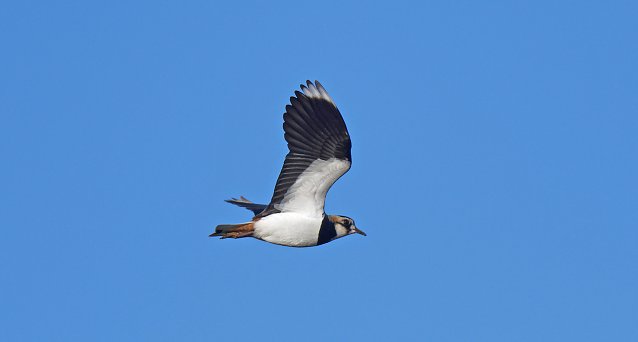 Bild: Kiebitz im Flug