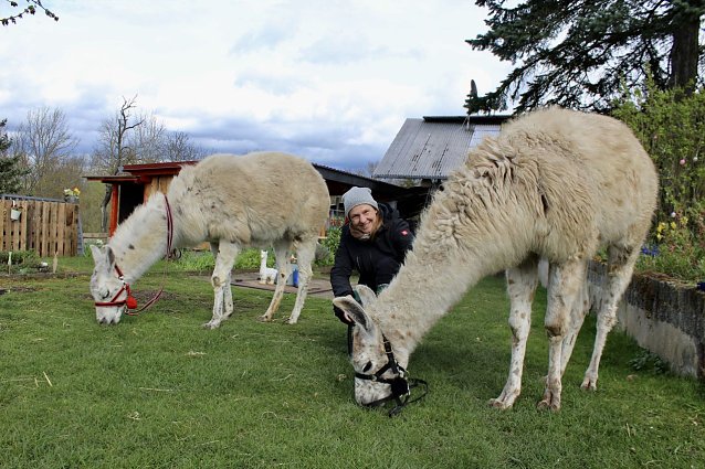 Bild: Alina Kroll mit ihren Lamas Moritz und Max
