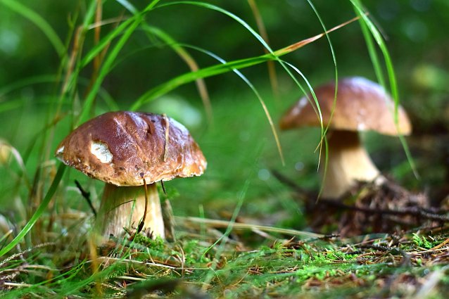 Bild: Der bei Schwammerlsuchern beliebte Fichtensteinpilz ist in den h&ouml;heren Lagen ab Juli bis in den Oktober hinein zu finden