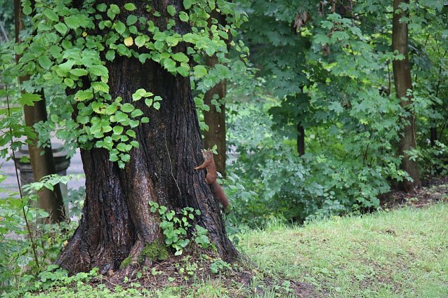 Bild: Das Eichh&ouml;rnchen im Park Hohenrode in Nordhausen zeigte sich von all dem Wasser eher unbeeindruckt