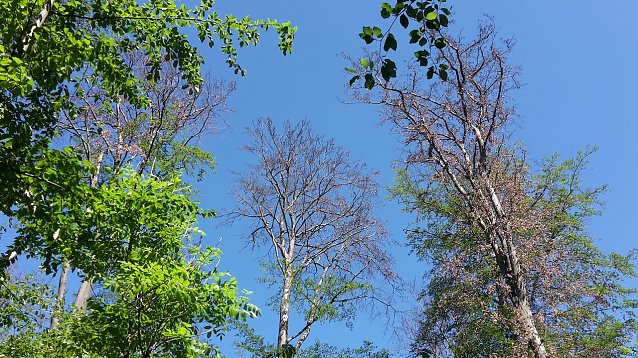 Bild: Abgestorbene Altbuchen in Nordth&uuml;ringen. Die Ursachen sind weitgehend bekannt, durch h&auml;ufige, aber vorsichtige Durchforstungen k&ouml;nnen Waldbewirtschafter die Buchenbest&auml;nde stabilisieren